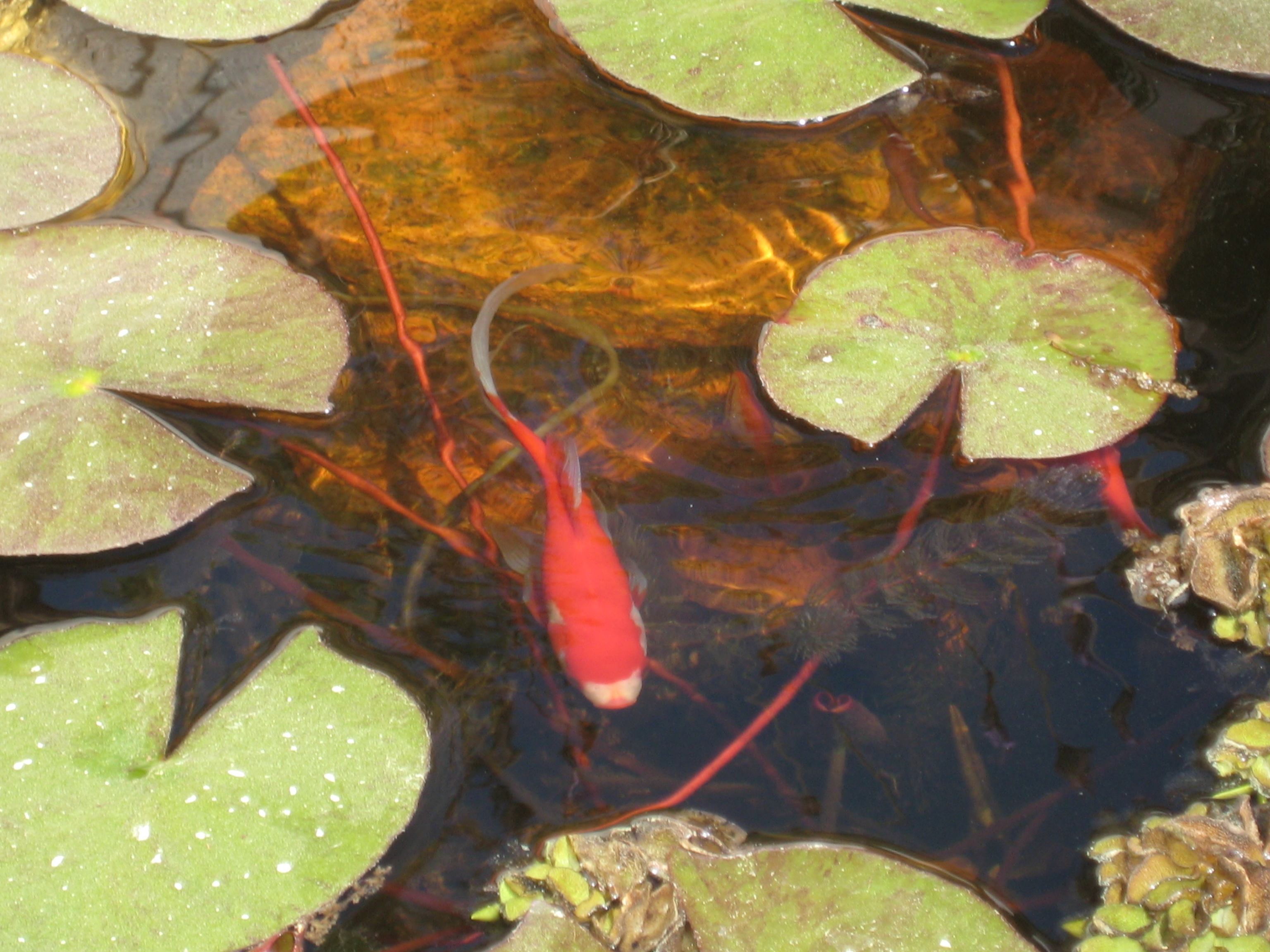 Fish pond built in 2004